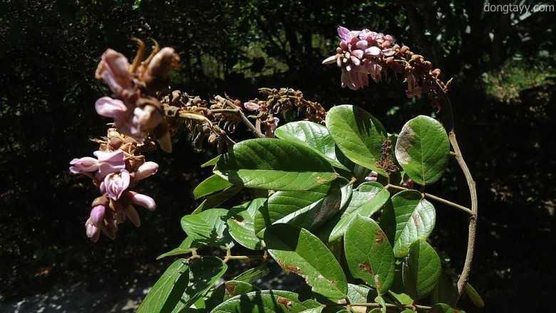 Cây Tiễn quả. Lonchocarpus sericeus - Cây Thuốc Nam Quanh Ta
